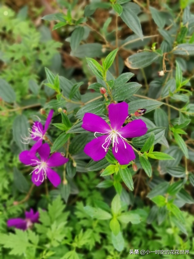 诗情花意：夏花灿烂，最美是这朵。两首古诗，尽述此花之妙！