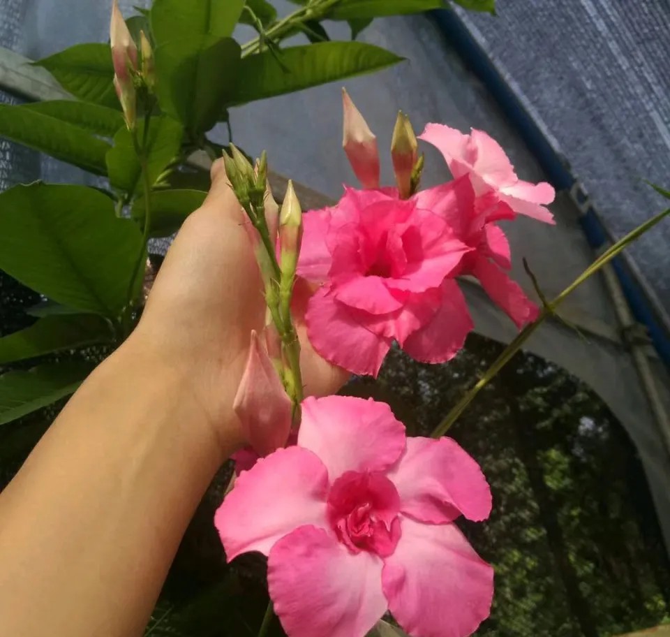 被称作“热带藤本皇后”的飘香藤，怎么养才会开花不断？