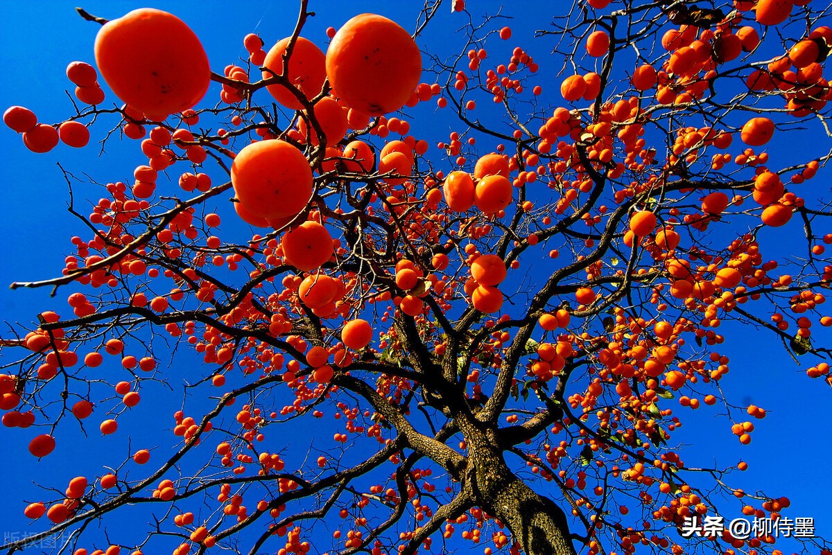 点评30张示例照片,拍摄金秋时节的"柿柿如意"