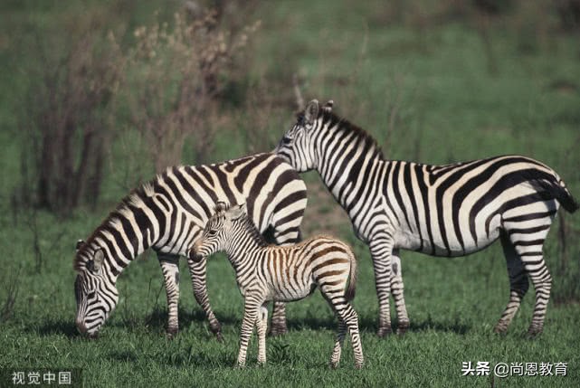 关于“新冠肺炎”，高考英语写作必备范文！背起！（超详细！）