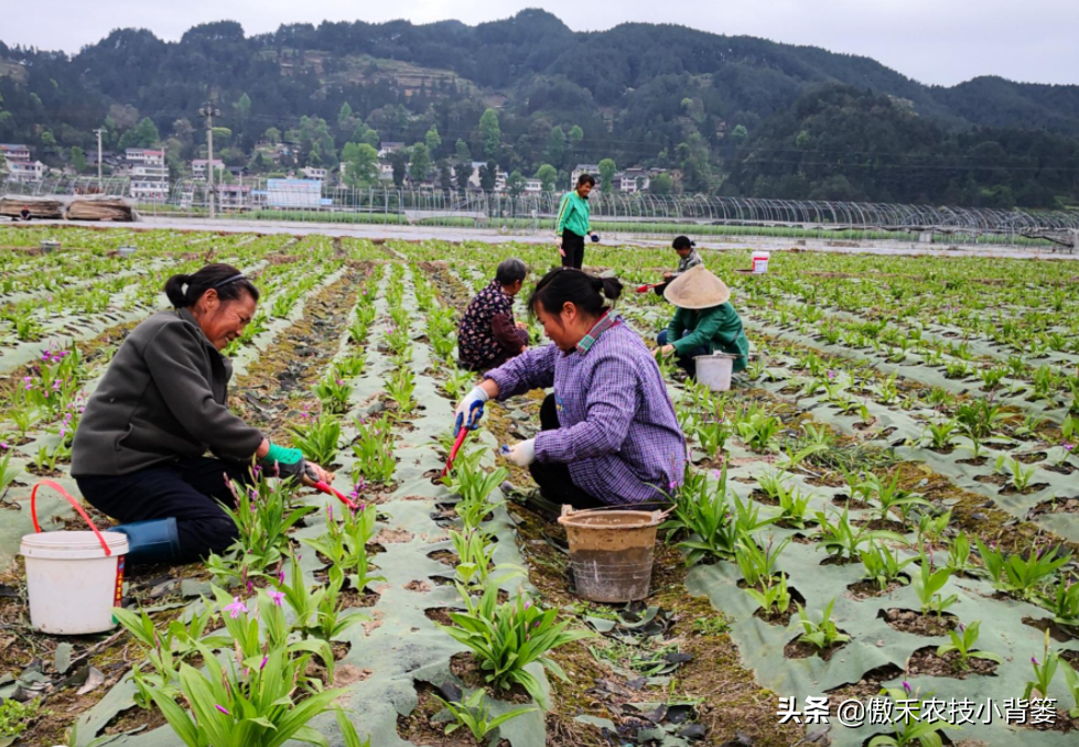 氯化铵是酸性还是碱性（氯化铵使用的7个注意事项）