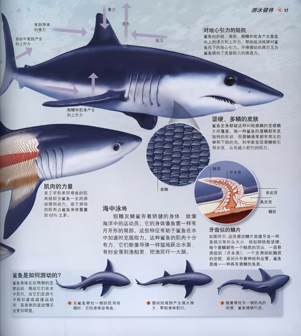 ​印尼捕获一条“人脸鲨鱼”，是变异物种还是外星生物？