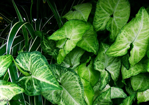 紫罗兰有毒吗（100种室内盆栽花草图鉴）