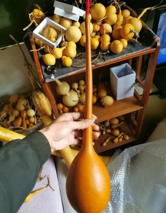 巨型葫蘆,巨型葫蘆種子是真的嗎