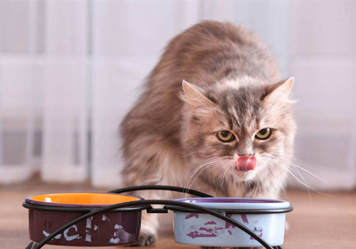 养猫又出幺蛾子，猫咪补锰可别喂动物毛发，注意爱猫肠梗阻