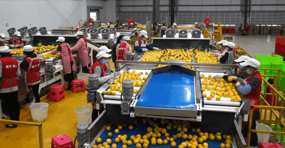 褚氏农业：从精神的传承，到数字化传“橙”