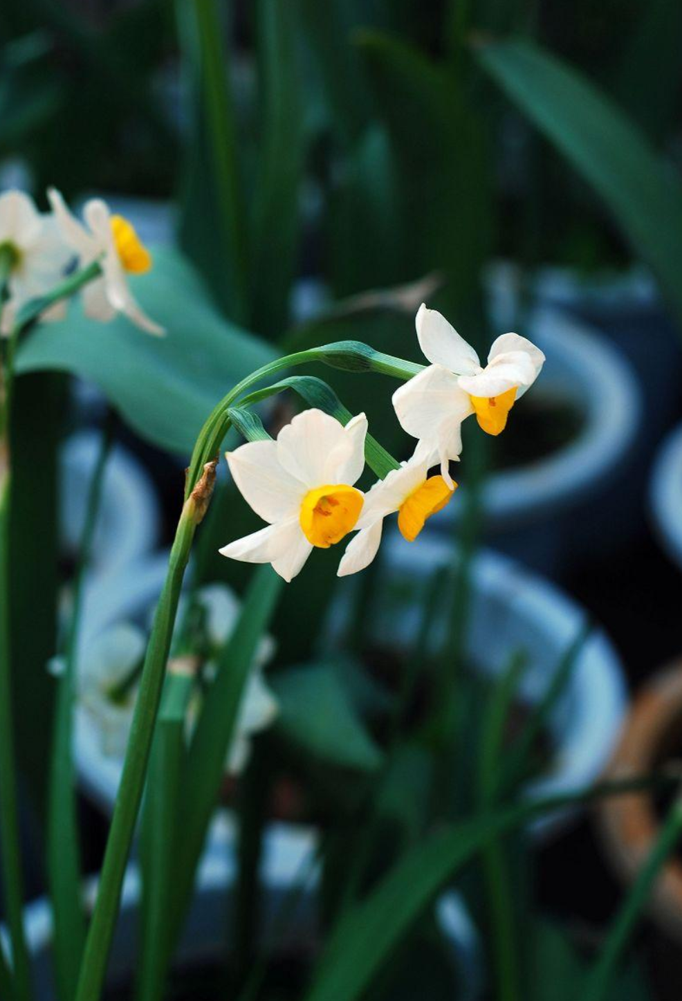 水仙花开迎春来，古诗词里的水仙花，素洁幽雅，超凡脱俗