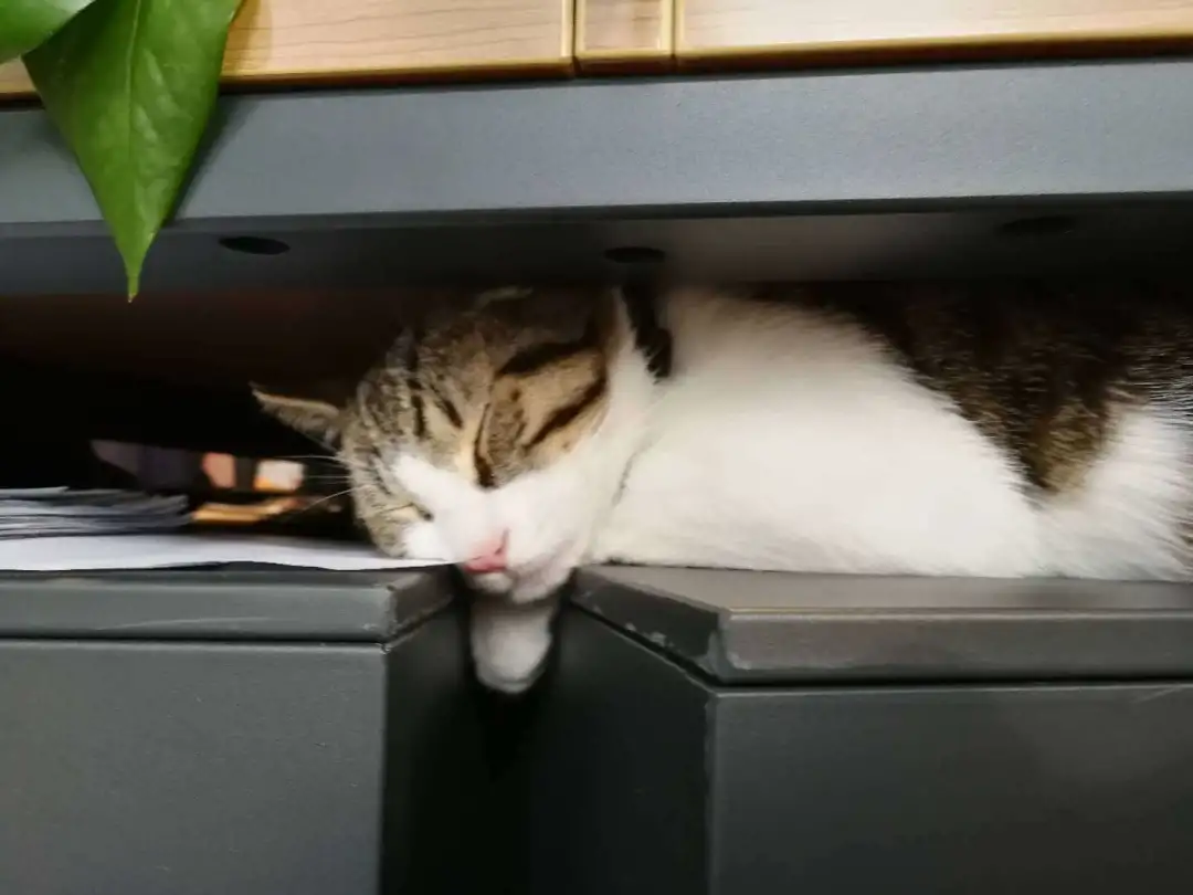 花了12000元拔光猫咪所有牙齿,只为让它活下去