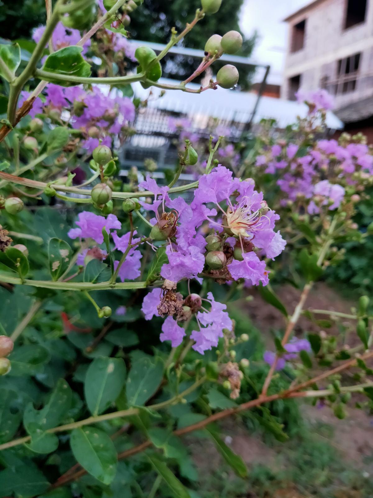 常见100种花卉图片（100种常见花图鉴非常详细）