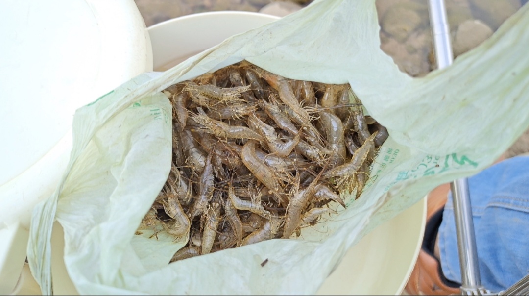 夜钓罗非最佳时间（钓罗非最佳出钓时间盘点）