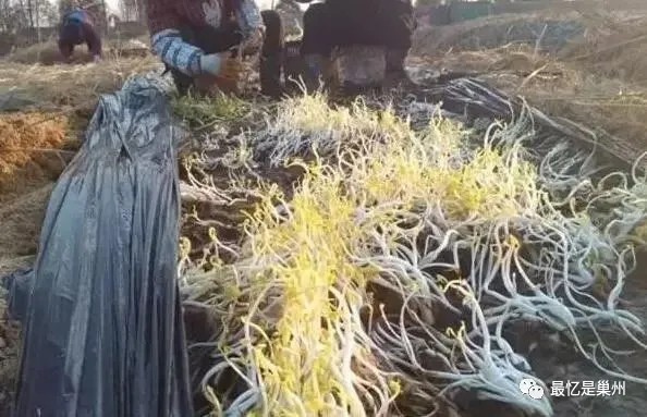 芹芽,芹芽菜圖片