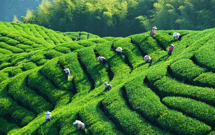 茶叶的产地（茶叶的成分）