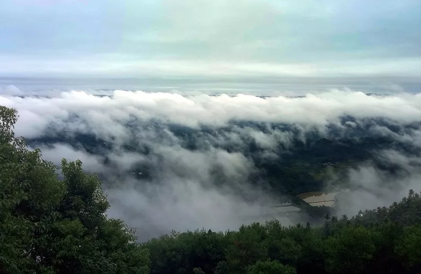 万万没想到!重庆这里藏了个仙气飘飘的茶山!它产的茶叶竟获金奖