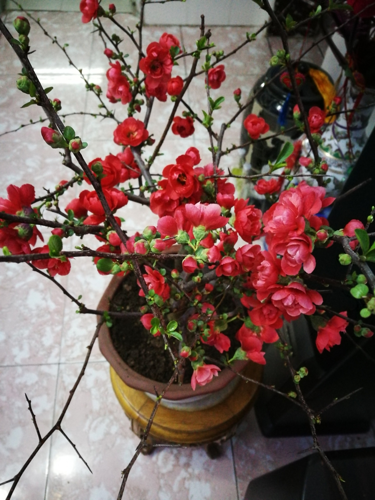 “寿命长”的11种花,好养寓意好,越养越值钱
