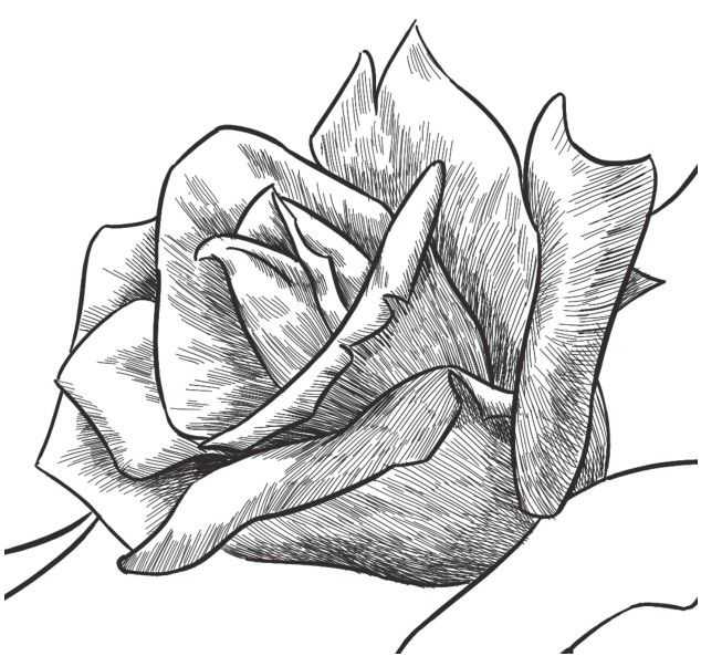 玫瑰花瓣图画图片