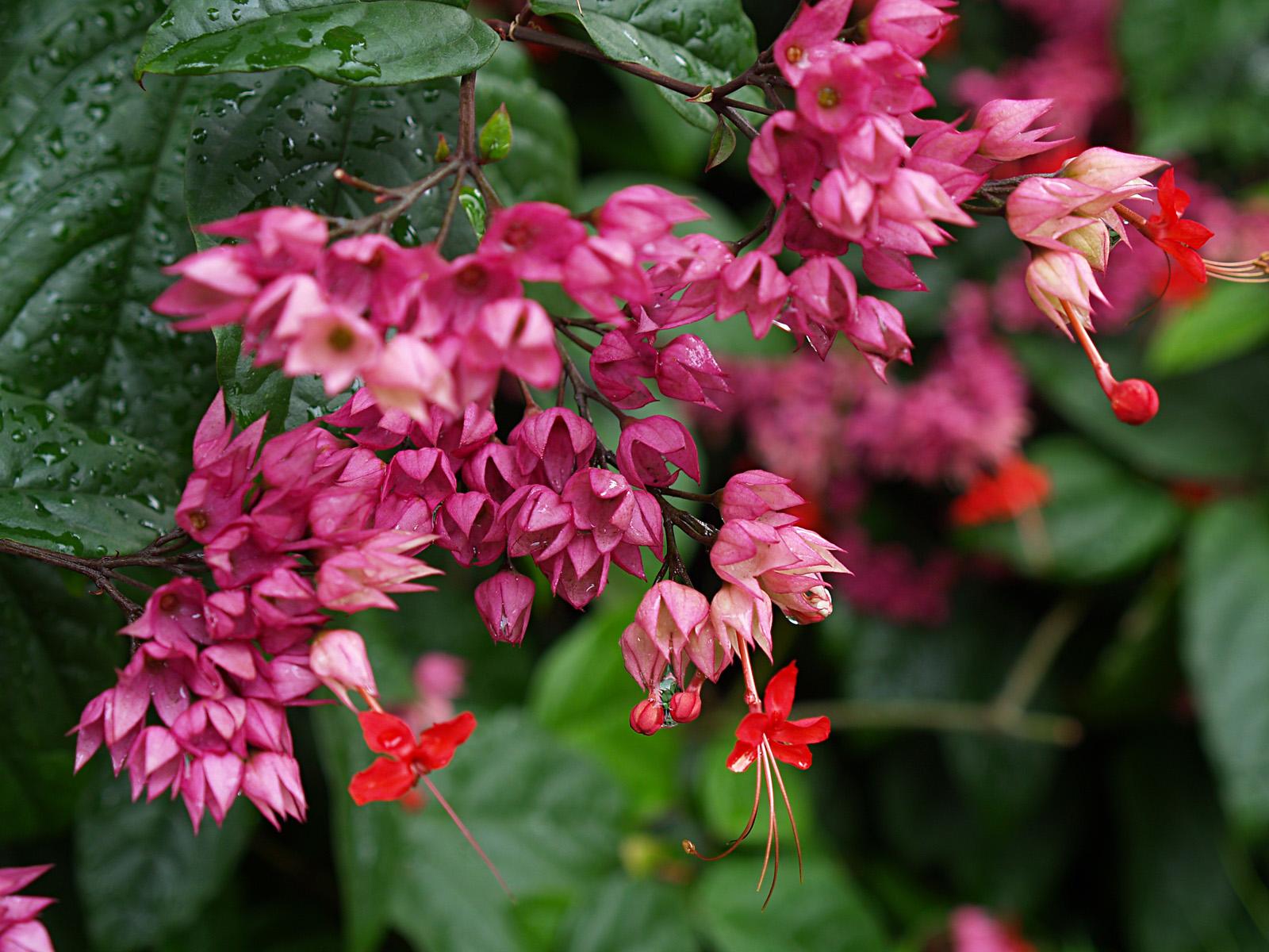 什么是九龙吐珠(什么是九龙吐珠的寓意)