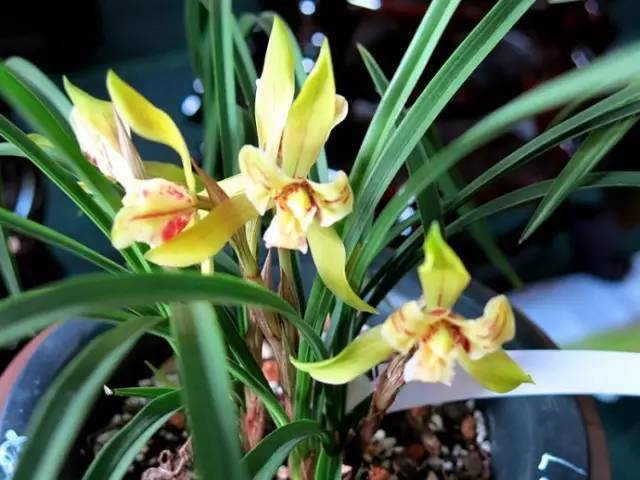 随便一把花生壳(一个花生壳)