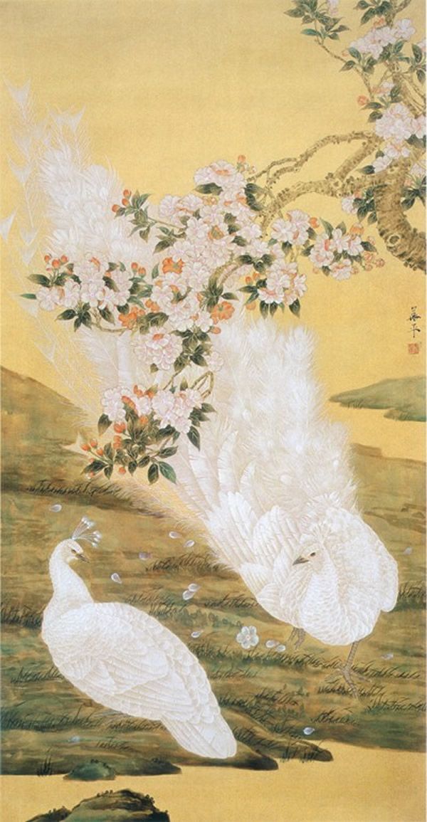 高贵,冷艳的白孔雀