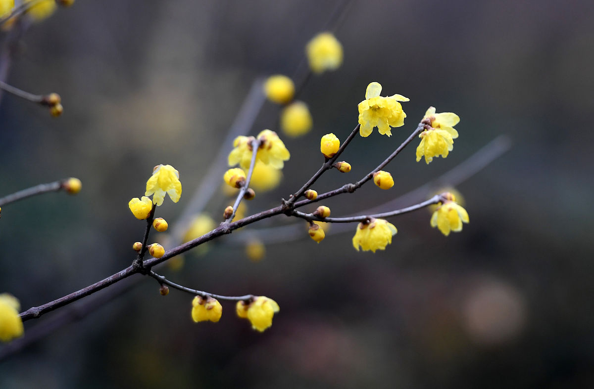 腊梅叶子图片（腊梅花叶子发黄干枯的原因）