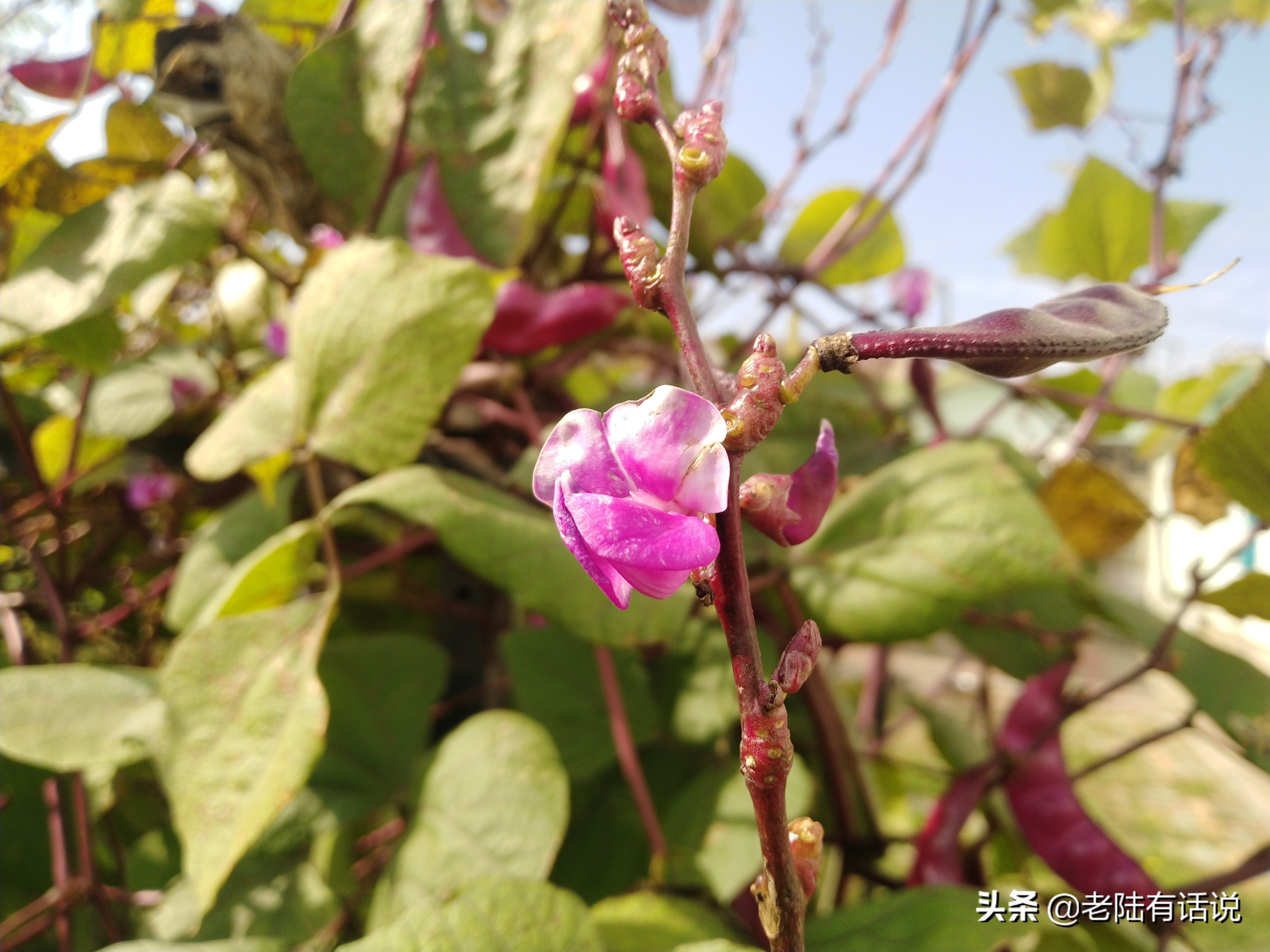 我的城市小菜园，我的田园之梦，金秋收获绿色食品