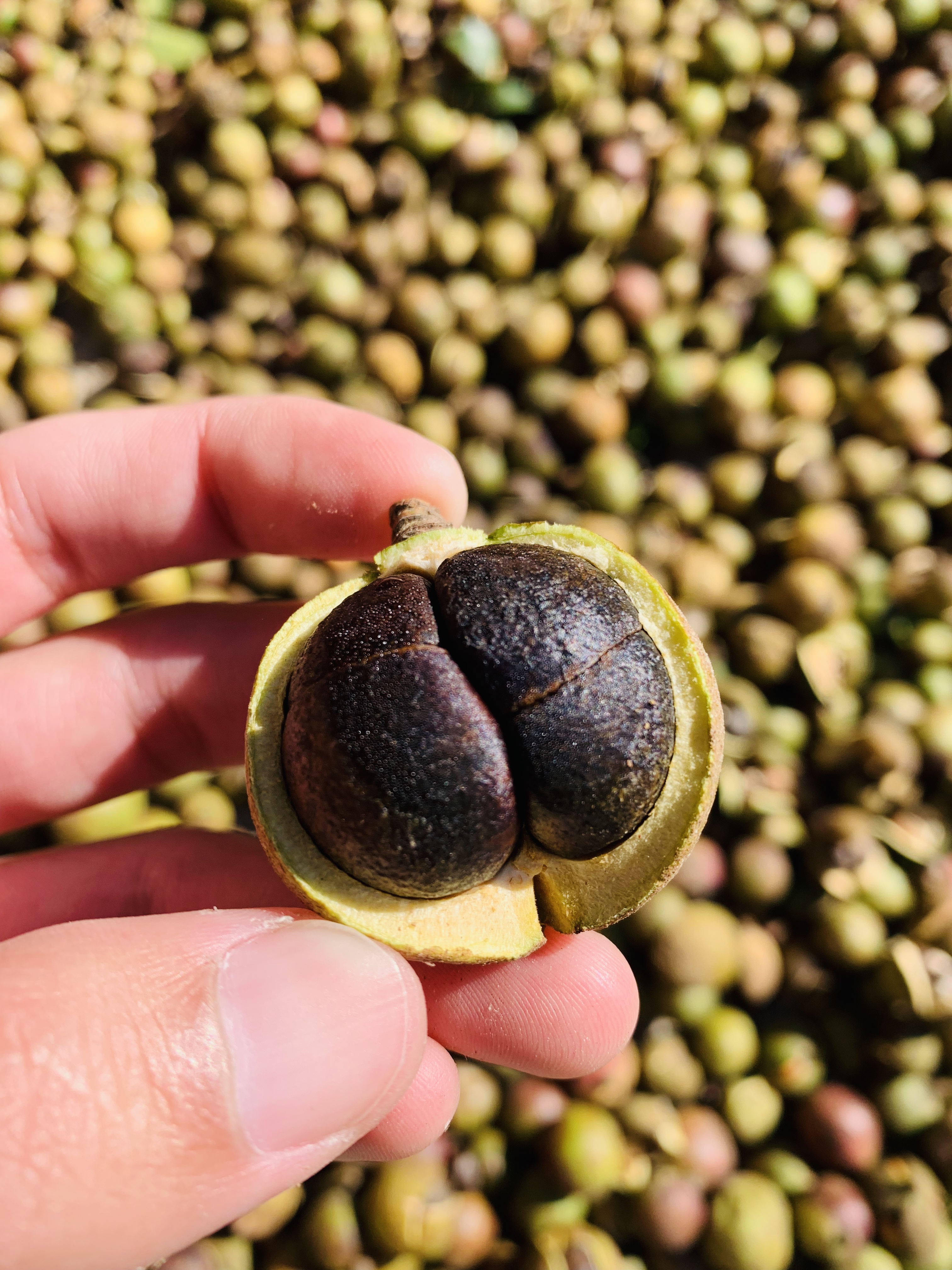 山茶花籽油功效与作用-我的快乐小窝