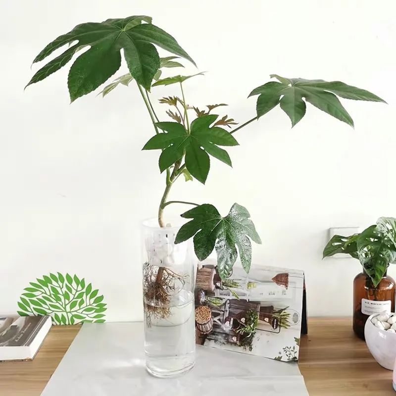 八角金盘对家居环境的影响 八角金盘对家居环境的作用有哪些