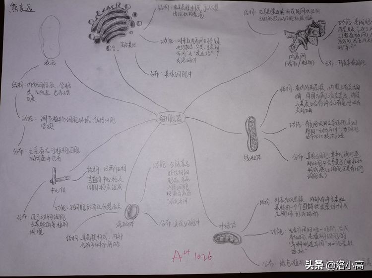 洛一高强基2班周记（9）