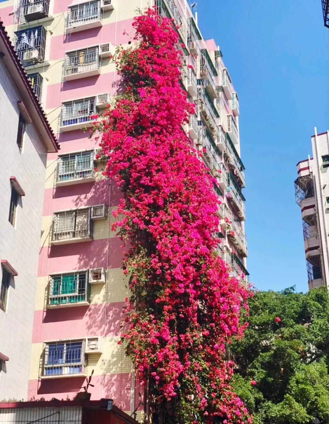 7种“爬藤花”,美如仙花,院子种一棵,一年爬满墙,赏花一辈子