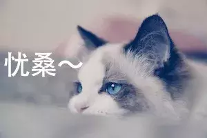 布偶猫价格那么贵合理吗?就算买得起也不一定适合养