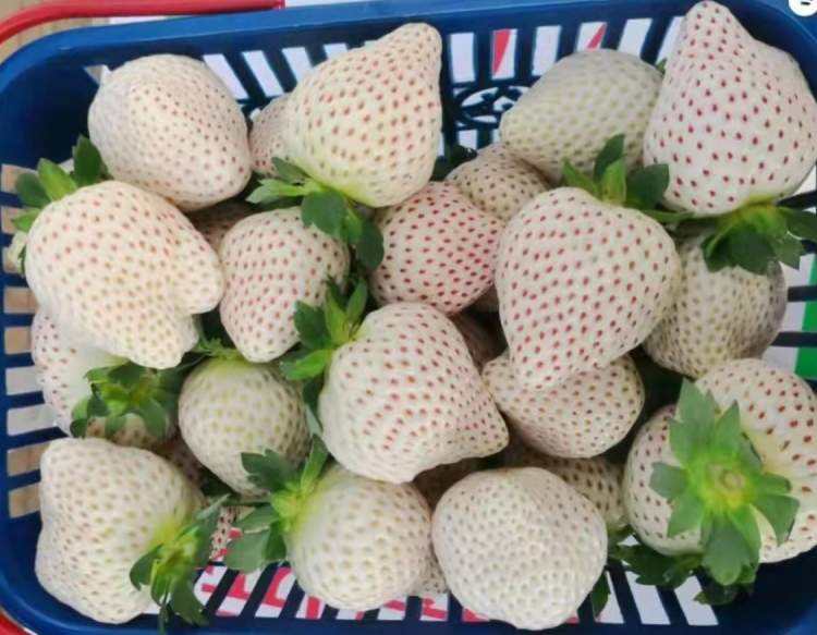 “莓”好时光！上海本地冬草莓今起上新，更白、更甜的新品“天使8号”两周后见