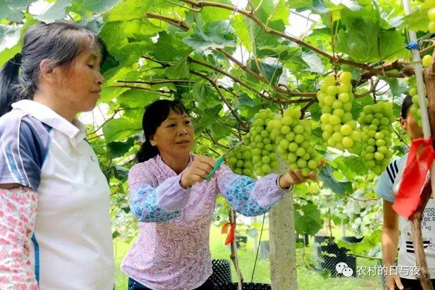 阳光玫瑰“烂市”,价格低至4元一斤,阳光玫瑰是怎么被玩坏的?