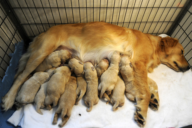 小狗出生就愿意与人亲近,这是天性吗?