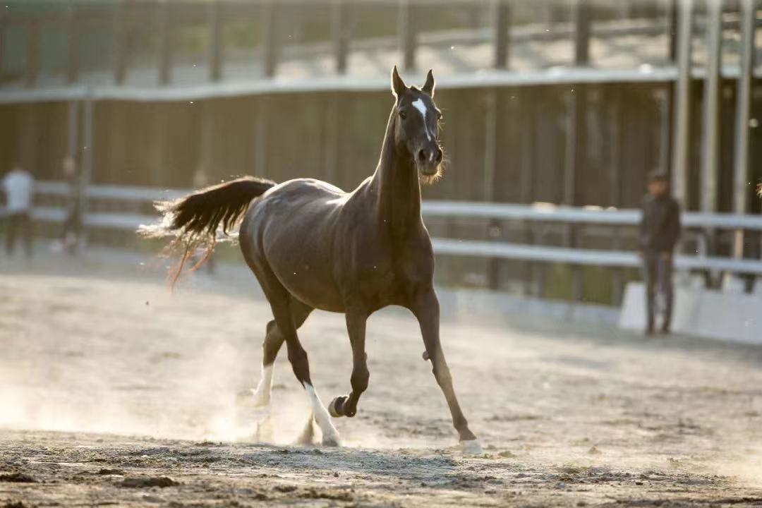 什么是汗血寶馬,