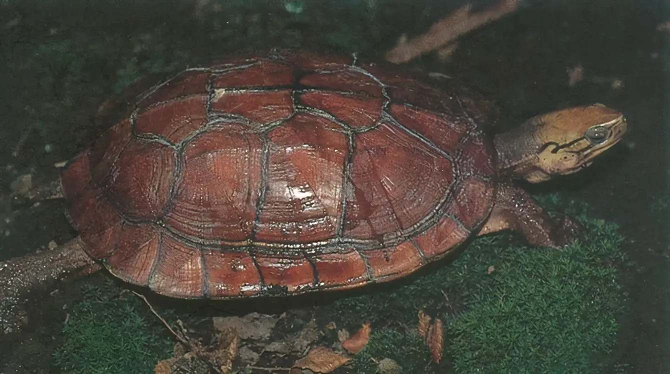 乌龟的种类图片及名称（乌龟的品种图片）