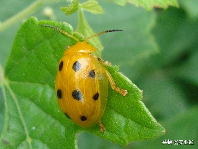 七星瓢虫简介（瓢虫种类知多少利害一定要清楚）