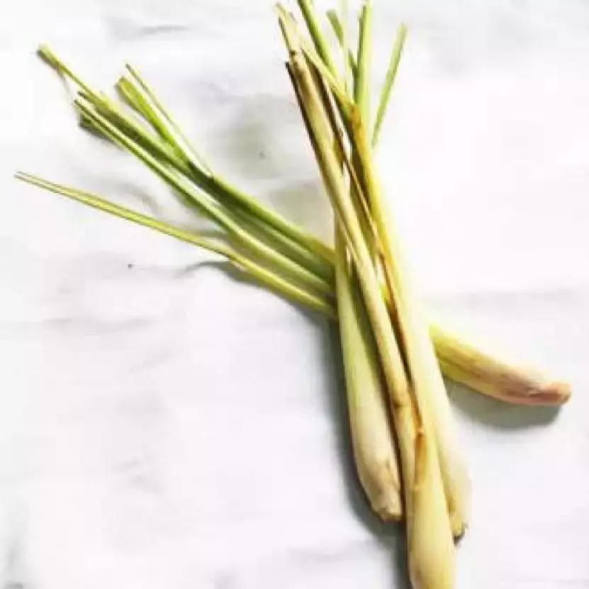 令您回味的中药——香茅