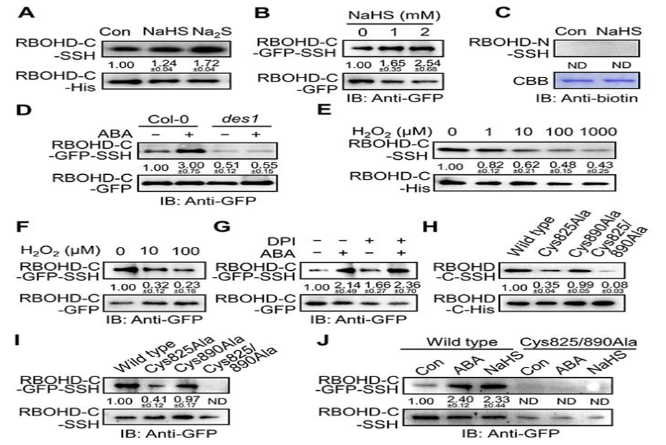 文章解读：“背靠背”南京农大谢彦杰同时解析硫化氢参与ABA信号