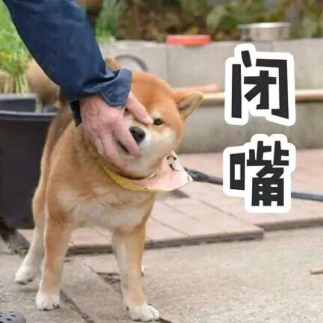 养一只狗,到底要花多少钱?