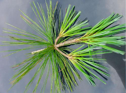 六种松树识别技巧和技法,很实用!