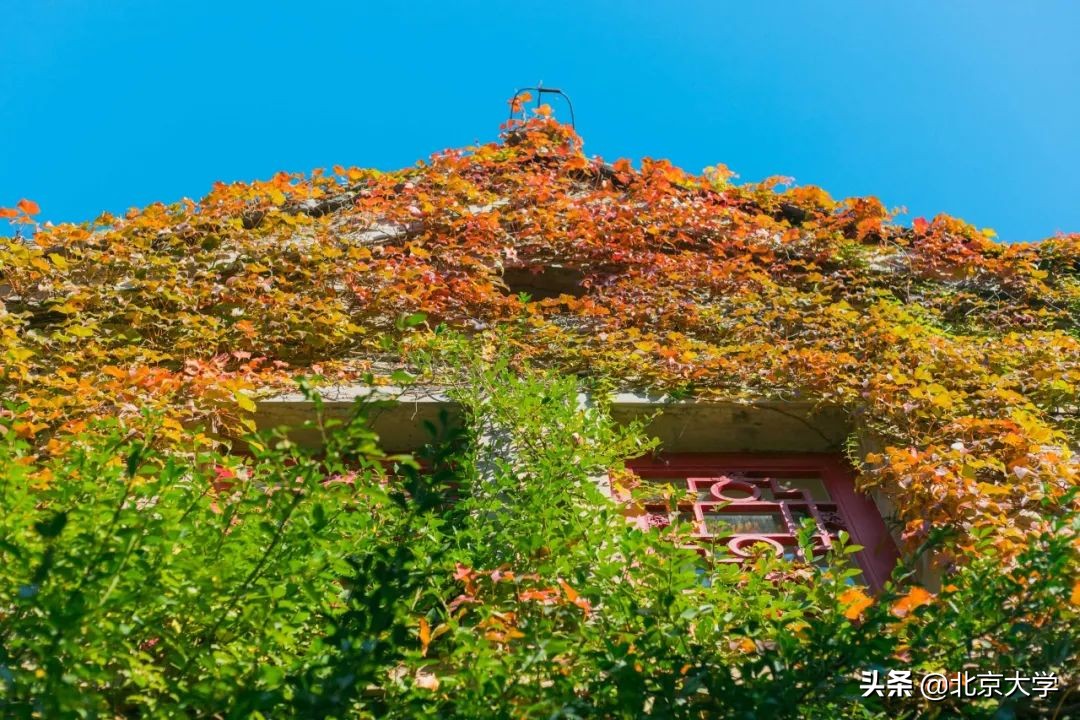 独家限定！北大赏秋地图来了