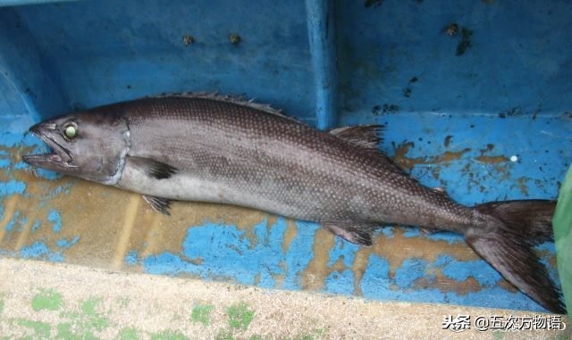 明太鱼是海鱼还是淡水鱼（各种常见鳕鱼简介和食用禁忌）