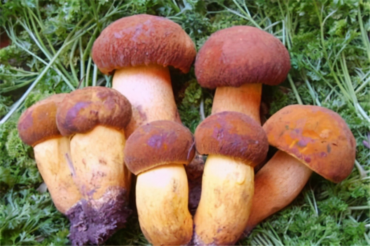 中国十大野生菌排名：杏鲍菇上榜，第一口感似牛肉