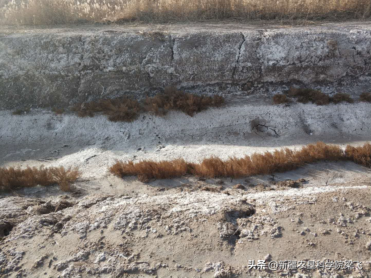 为什么地里的盐碱斑，年年改良年年有呀？