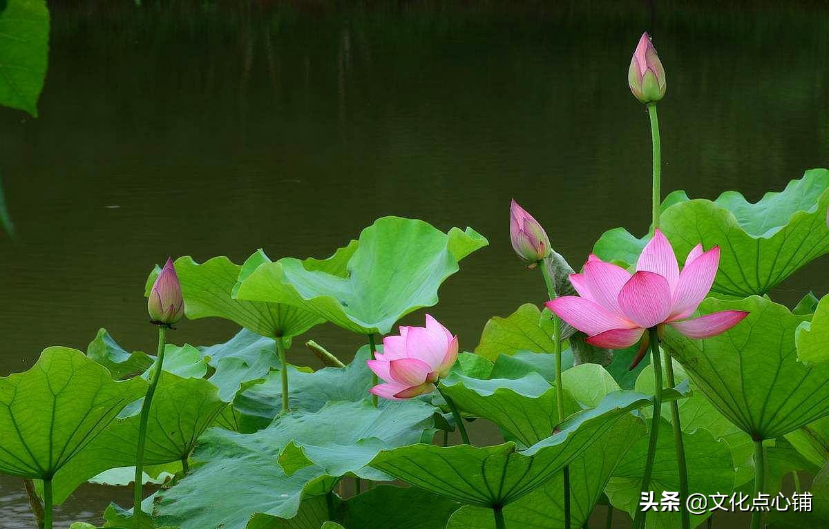 周邦彦的一首夏日小词，史上最唯美的荷叶，摇曳在六月的乡愁里