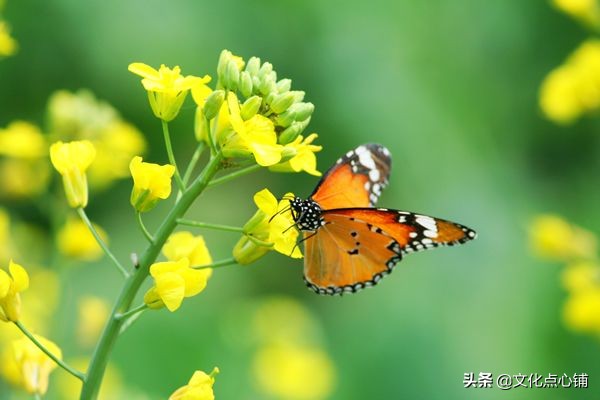 温一壶乡愁将往事喝个够，八首清新田园诗，唱给遥远故乡的歌