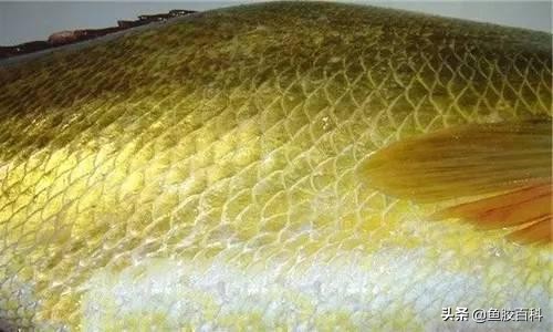 金钱鳖全身是宝美国一家媒体公布了9种全球最贵食物,其中我国的金钱鳘