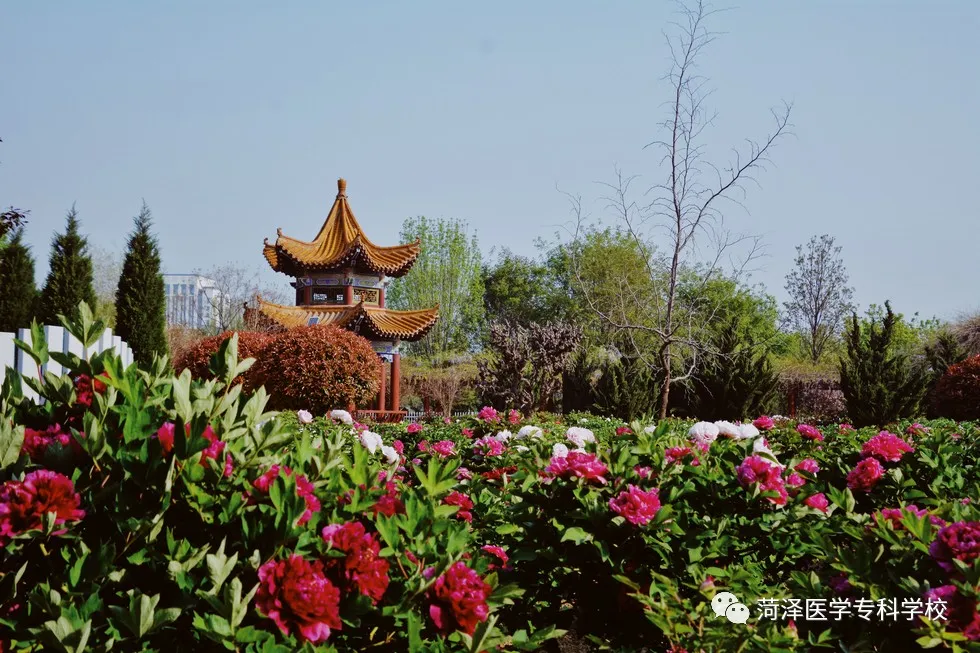 菏泽医学专科学校牡丹，又是姹紫嫣红开遍