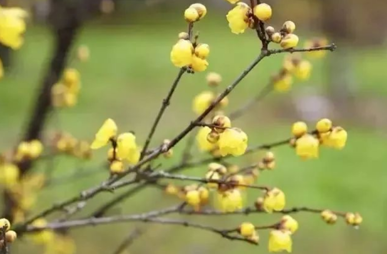 腊梅花开，暗香浮动，空气中弥漫着爱的味道