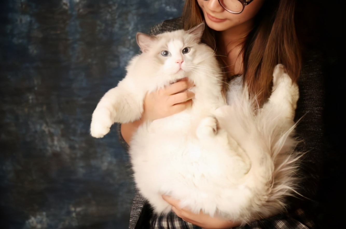 饲养布偶猫的6大方法，适合新手铲屎官