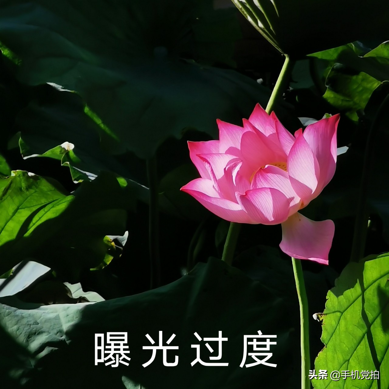 拍的荷花太普通？教你手机后期调出“高级橙”｜秒变美